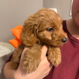 Bowser Jr. - Red  male Goldendoodle puppy in Dayton, Tennessee from MK Goldendoodles