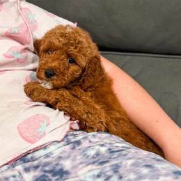 Boy 2 blue collar - Red  male Goldendoodle puppy in Spokane, Washington from Dream Doodles in Spokane WA