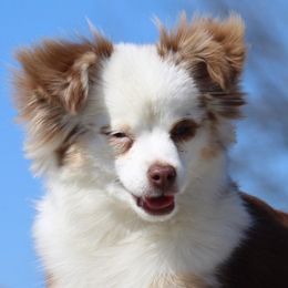 Miniature Australian Shepherds and Toy Australian Shepherds from 6C Aussies