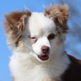 Miniature Australian Shepherds and Toy Australian Shepherds from 6C Aussies