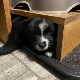Pomsky Puppies from Michelle's Pomskies