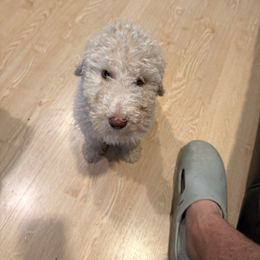 Jack - Cream male Poodle puppy in Montgomery, Texas from Parsons Standard Poodles