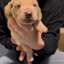 Boy 1 - Lemon and white male Basset Hound puppy in Dalton, Georgia from Pride Rock Basset Hounds