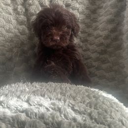 ACE - Chocolate Australian Labradoodle puppy in Morristown, New Jersey from English Manor Labradoodles
