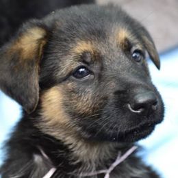 German Shepherd and Labrador Retriever Puppies from Varian Kennels