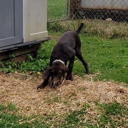 Boy 1 - German Shorthaired Pointer puppy in Ashville, Ohio from Joyce Shively