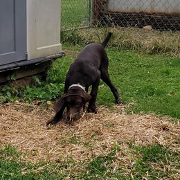 Boy 1 - German Shorthaired Pointer puppy in Ashville, Ohio from Joyce Shively
