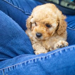 Poodle Puppies from Northwest pets Poodles