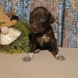 Girl 1 - Liver female German Shorthaired Pointer puppy in Laporte, Minnesota from Northern Odyssey Gun Dogs
