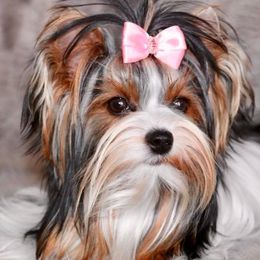 Queenie - Biewer Terrier