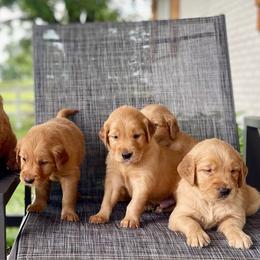 Girl 1 - Golden female Golden Retriever puppy in Buffalo, Missouri from Thrasher Family Puppies