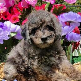 Lotus - Blue Merle Color - Merle male Goldendoodle puppy in Beecher, Illinois from Erica’s Doodles