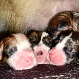 Aled - Red male Pembroke Welsh Corgi puppy in Inola, Oklahoma from Pine Lane Pembrokes