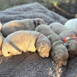 Boy 3 - Light golden male Golden Retriever puppy in Meriden, Kansas from Sunkissed Retrievers
