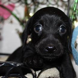 Boy 1 - Black male Dachshund puppy in Craig, Colorado from Rocky Mountain Shih Tzus and Dry Creek Miniature Dachshunds