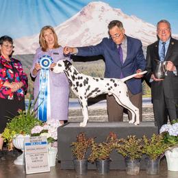 Dalmatian All Grown Up from HatTrick Dalmatians