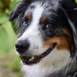 Luna - Australian Shepherd