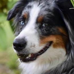 Luna - Australian Shepherd