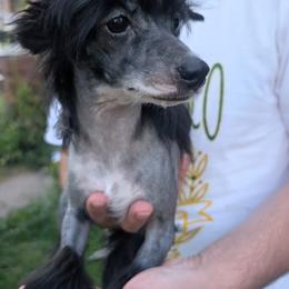 DaoDog Olga One and Only - Black and white female Chinese Crested puppy in Highland Park, Michigan from Family Kennel Dao Dog