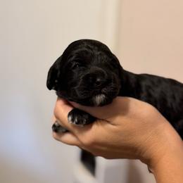 Raven (white chest) - Black female Cockapoo puppy in Colorado Springs, Colorado from Garrett Doodles