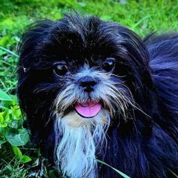 Hennessey - Shih Tzu