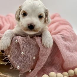 White Male - White male Havapoo puppy in Marshallville, Ohio from Grassy Meadow Pups