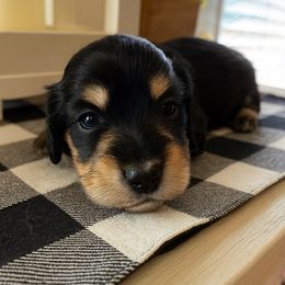 Cappuccino Black and cream male - Black and cream male Dachshund puppy in Wylie, Texas from Karas Royal Dachshunds