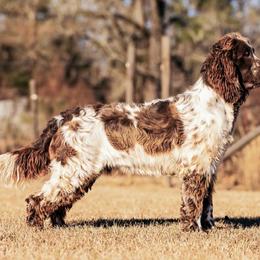 Cash - English Springer Spaniel