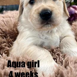 Golden Retriever Puppies from Gaddis Golden Retrievers