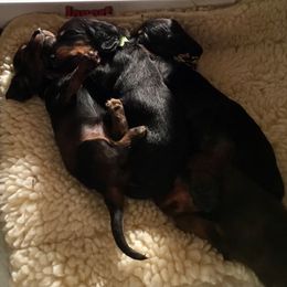 Dachshund Puppies from Royall T Dachshunds