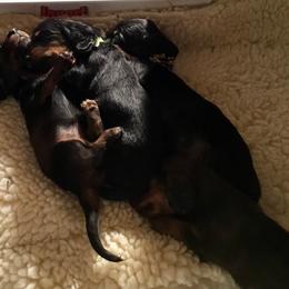 Dachshund Puppies from Royall T Dachshunds