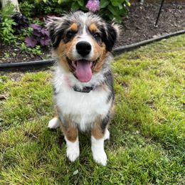 Australian Shepherd and Miniature Australian Shepherd Puppies from Integrity Aussies Tx