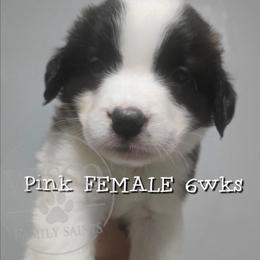Pink collar - Mahogany and white female Saint Bernard puppy in Seymour, Wisconsin from Wisco Family Saints