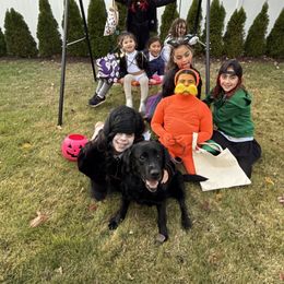 Labrador Retriever Puppies from Swinging Bridge Labrador Retrievers