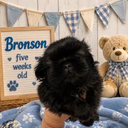 Bronson - Black male Shih Tzu puppy in Augusta, Maine from Zulas Shih Tzu of Maine