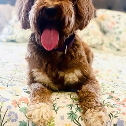 Bree - Goldendoodle