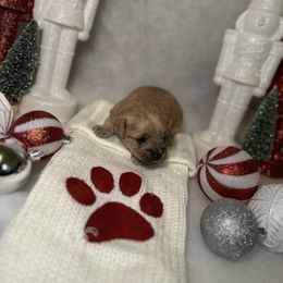 Poodle and Schnoodle Puppies from Bred by Brennen