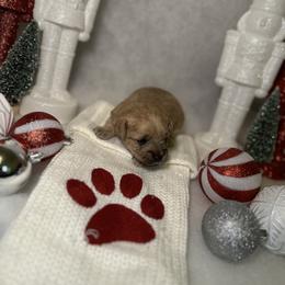 Poodle and Schnoodle Puppies from Bred by Brennen