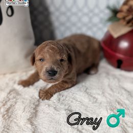 Gray Boy - Apricot male Goldendoodle puppy in Rockledge, Florida from Stormie's Doodles