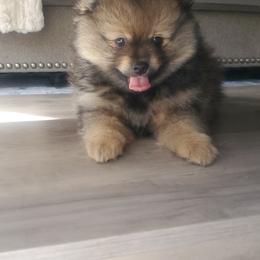 Carl Dean - Orange sable male Pomeranian puppy in Saint Charles, Missouri from Bisous Pomeranians & Heartland Sh