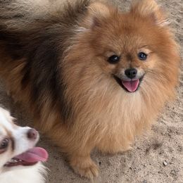 Skylar - Orange sable female Pomeranian puppy in Silver Springs, New York from Humehill