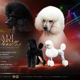 Poodle puppies from Himari Poodles