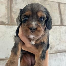 Maple - Blenheim female Cavapoo puppy in Gilbert, Arizona from Desert Willow Cavapoos