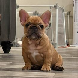 Mac - Brindle and white male French Bulldog puppy in Willis, Texas from Maranda Cianceruso