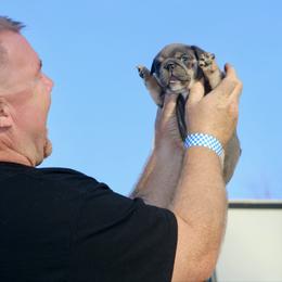 Rose - Blue tri-color female Bulldog puppy in Zionsville, Indiana from Midwest Bulldogs