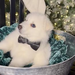 Coconut - White male Siberian Husky puppy in Peoria, Arizona from Snowy Siberians