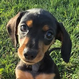Damon - Dachshund