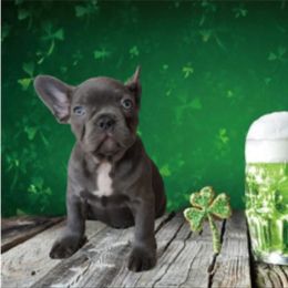 French Bulldog and Rottweiler Puppies from Rott'N'Frenchies