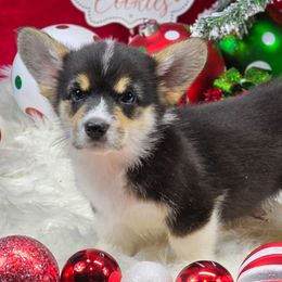 Wildfire - Black and tan female Pembroke Welsh Corgi puppy in Charleston, Arkansas from Hilltop Corgis