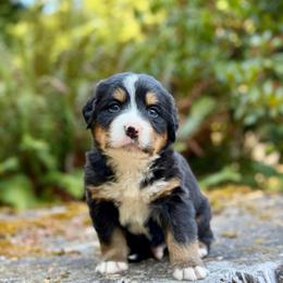 Shazam (Orange Collar) - Black rust and white male Bernese Mountain Dog puppy in Stanwood, Washington from Butter Cup Pups and Paws
